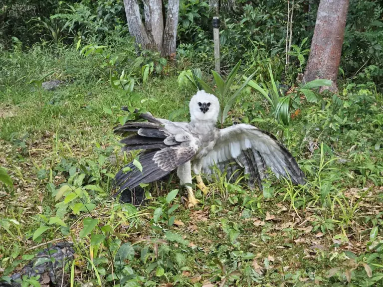 Considerada a águia mais forte do mundo, a Harpia harpyja possui um bico potente, garras maiores que as do urso pardo americano e pernas tão grossas quanto o punho de um homem adulto. (Divulgação/ Norte Energia)