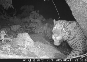 Onça - Crédito Acervo Norte Energia