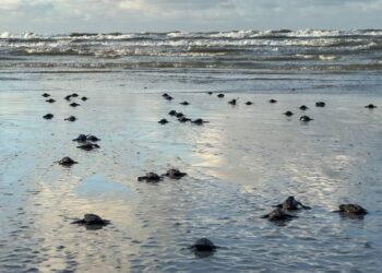 Foto: Vinícius Leal ( Ascom/ Ideflor - Bio)