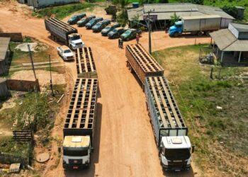 Ação de retirada de gado ocorre após desintrusão na TI Apyterewa — Foto: Divulgação