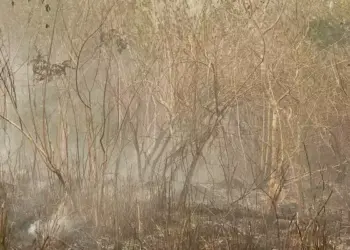 Operação Curupira prende homem em flagrante por crime ambiental em Novo Progresso, sudoeste do Pará. (Divulgação / Segup)