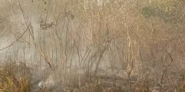 Operação Curupira prende homem em flagrante por crime ambiental em Novo Progresso, sudoeste do Pará. (Divulgação / Segup)