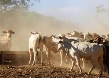 Cálculo da CNA considera perdas à produção de bovinos de corte, cana-de-açúcar e qualidade do solo (Bruno Cecim / Agência Pará)
