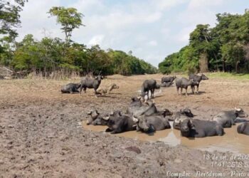 Têm localidades com mortandade de peixes, sem água para os búfalos e muitas famílias isoladas