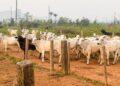Foto: Divulgação/Agência Pará