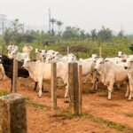 Adepará lança atualização do sistema de gestão agropecuária