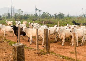 Foto: Divulgação/Agência Pará