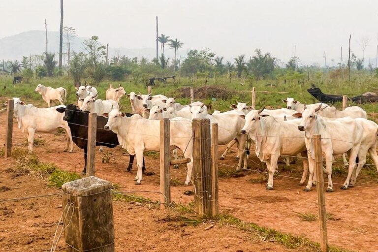 Foto: Divulgação/Agência Pará