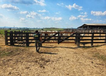 Operação Carne Fria 2 do Ibama identifica 23 frigoríficos que compravam gado produzido em áreas embargadas. — Foto: Ibama