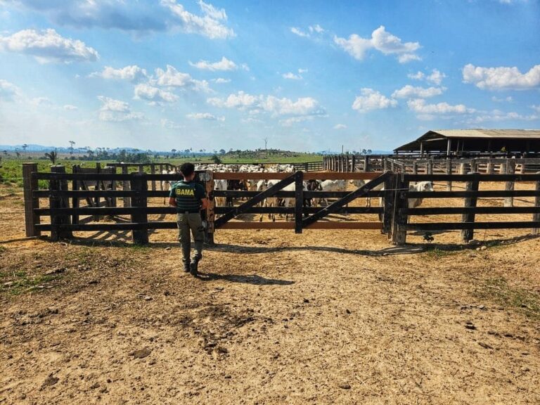 Operação Carne Fria 2 do Ibama identifica 23 frigoríficos que compravam gado produzido em áreas embargadas. — Foto: Ibama