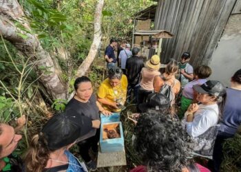 Semas estimula bioeconomia com incentivo à produção sustentável de mel no Pará