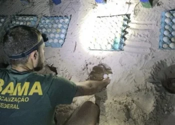 Ibama resgata mais de 600 ovos de tartarugas das mãos de criminosos no Pará