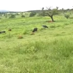 Dois trabalhadores morrem ao serem atingidos por um raio em pasto de fazenda, no sul do Pará