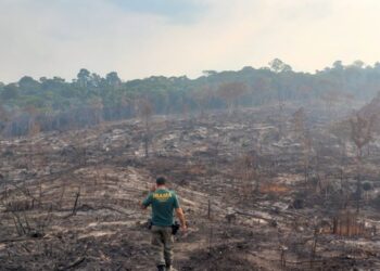 Ibama intensifica ações de combate ao desmatamento no Pará