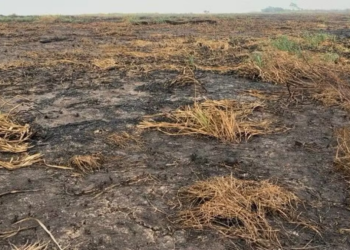 Queimadas foram registradas em novembro de 2024 na região do Ituqui, em Santarém — Foto: Semma / Divulgação