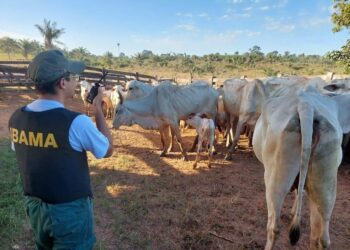PF prende suspeito de roubo de gado apreendido, no Pará. — Foto: Divulgação/PF