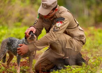 Os animais aprendem a agir em casos de desaparecimento ou acidentes em locais de difícil acesso