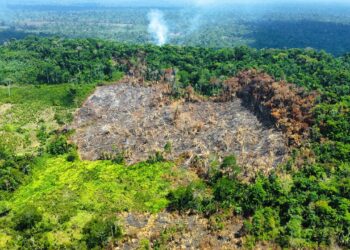 EXCLUSIVO: Produtores rurais denunciam invasões e crimes ambientais na Transamazônica, sudoeste do Pará