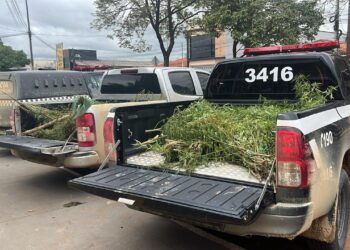 Homem é preso em flagrante por cultivo de maconha e porte ilegal de arma em Brasil Novo, no PA