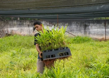 Foto: Divulgação / Agência Pará