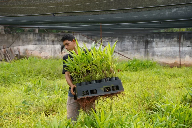Foto: Divulgação / Agência Pará