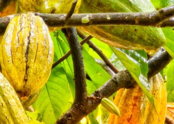 Foto: Wilson Soares - A Voz do Xingu