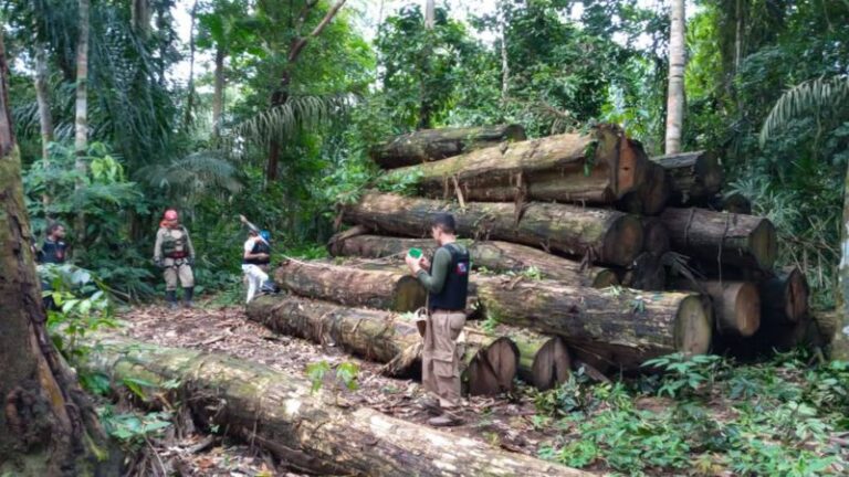 Madeira apreendida em uma das etapas da Operação Curupira