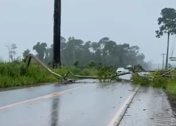 Uruará: Queda de árvore interrompe trânsito na PA-370