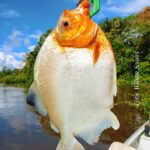 Inscrições para Torneio de Pesca do Pacu de Seringa são prorrogadas até sábado (18)