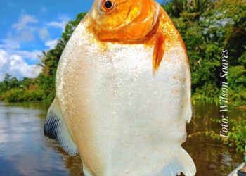 Foto: Wilson Soares / A Voz do Xingu