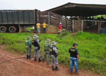 Operação Xapiri retira gado criado ilegalmente na Terra Indígena Apyterewa, no Pará