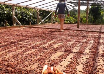 Foto: Agência Pará / Divulgação