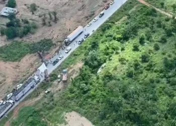 Castanheira derrubada na PA-370 para impedir passagem de caminhões boiadeiros com gado apreendido pelo Ibama — Foto: Fabrício Damasceno / TV Tapajós