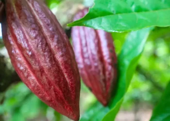 Foto: Pedro Guereiro / Agência Pará