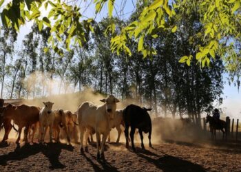 Agronegócio no Pará — Foto: Reprodução / Agência Pará