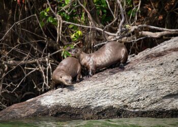 Foto: Helder Lana / Divulgação Norte Energia