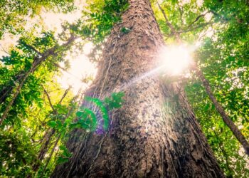 Foto: Alexandre Costa / Agência Pará