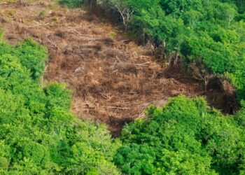 Foto ilustrativa por luoman, via Canva/Getty Images