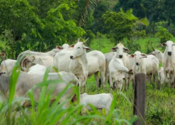 Foto: Divulgação / Agência Pará