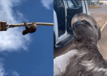 Bicho-preguiça é resgatado após subir em poste de iluminação pública, em Altamira (PA)