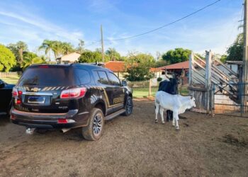 Foto: Divulgação/PF