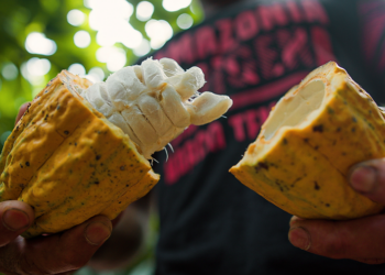 Foto: Divulgação /Norte Energia