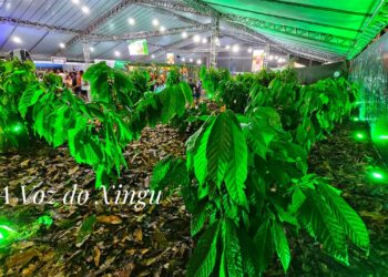 Foto: Wilson Soares / A Voz do Xingu