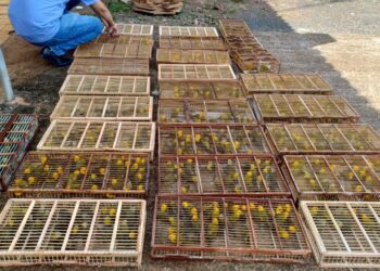 Foto: Divulgação/PRF