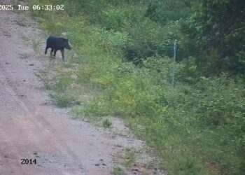 Ameaçada de extinção, anta é flagrada em área de preservação da Usina Belo Monte