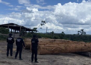 Polícia apreende mais de 600 m³ de madeira oriundos de exploração florestal em Anapu, no Pará
