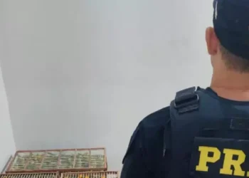 A imagem em destaque mostra um policial rodoviário federal próximo das aves resgatadas. (Foto: Divulgação | Ascom PRF)