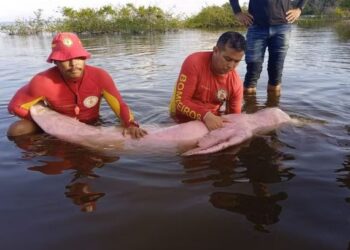 O caso, considerado raro na região, mobilizou moradores da comunidade e acendeu um alerta sobre os riscos causados por redes de pesca irregulares.— Foto: G1 Pará.