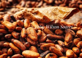 Foto: Wilson Soares - A Voz do Xingu