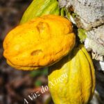 Mapa lança projeto para ampliar cacau agroflorestal na Bahia e no Pará